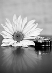 Vendor Photo