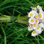 A bridal bouquet of white daisies sits atop the grass.