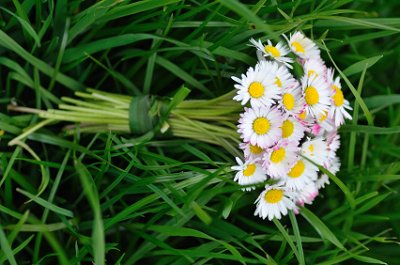 A bridal bouquet of white daisies sits atop the grass.